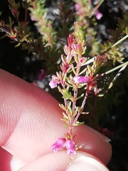 Erica intervallaris