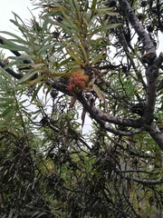 Protea witches broom phytoplasma