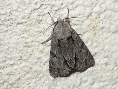 Acronicta psi