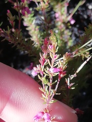 Erica intervallaris