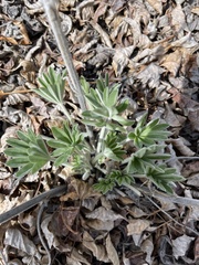 Lupinus leucophyllus