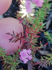 Erica intervallaris