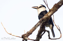 Notharchus hyperrhynchus