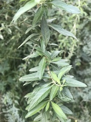 Aloysia polystachya