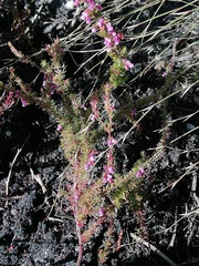Erica intervallaris
