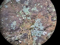 Leprocaulon adhaerens