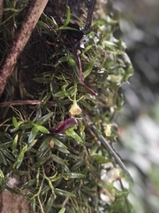 Epidendrum porpax