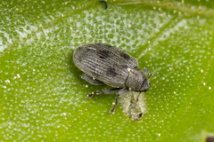 Orchestes calceatus