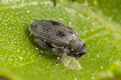 Orchestes calceatus