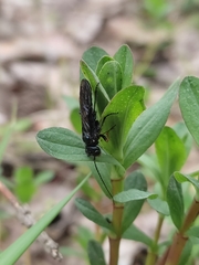 Acantholyda erythrocephala