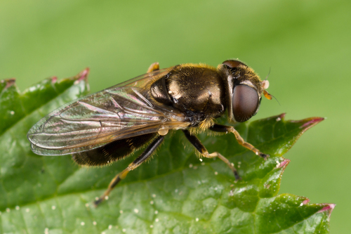 Cheilosia nebulosa · iNaturalist