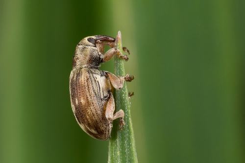 Ellescus scanicus (Paykull & G.de, 1792)