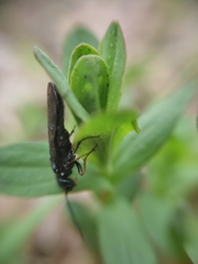 Acantholyda erythrocephala