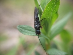 Acantholyda erythrocephala