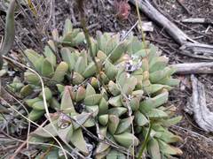 Corpuscularia lehmannii