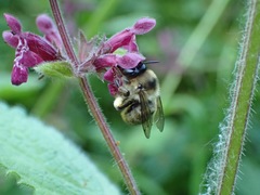 Anthophora furcata