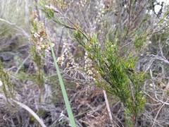 Thamnochortus glaber
