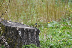 Parus major