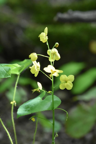 Image of Epimedium pinnatum by (c) Марина Садыкова, some rights reserved (CC BY)