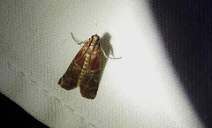 Euzophera ostricolorella