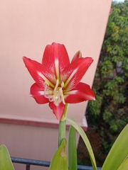 Hippeastrum striatum
