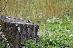 Parus major