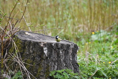 Parus major