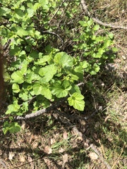 Ribes viscosissimum