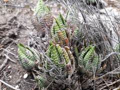 Haworthiopsis fasciata