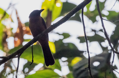 Lanio fulvus