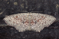 Cyclophora pendularia