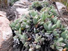 Corpuscularia lehmannii