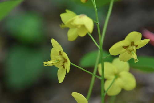 Image of Epimedium pinnatum by (c) Марина Садыкова, some rights reserved (CC BY)