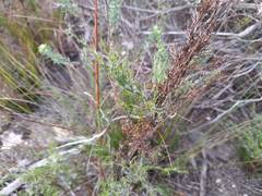 Thamnochortus glaber