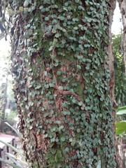 Peperomia circinnata