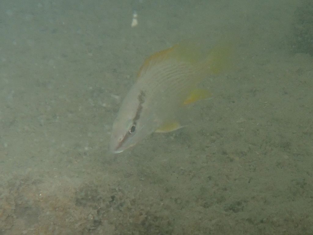 Foto de Pargo amarillo (Lutjanus argentiventris)