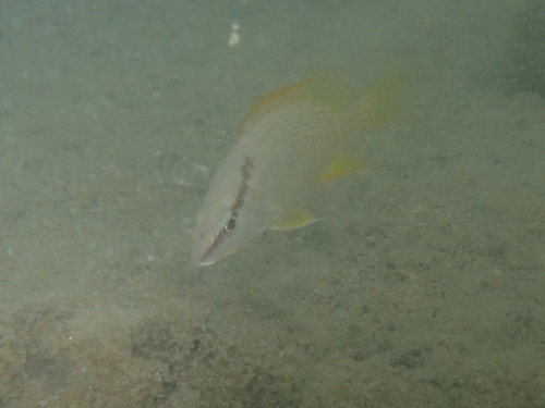 Foto de Pargo amarillo (Lutjanus argentiventris)