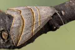 Colobochyla salicalis