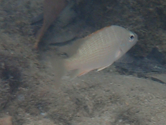 Lutjanus argentiventris