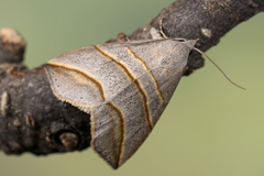 Colobochyla salicalis