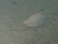 Lutjanus argentiventris