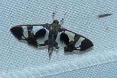 Desmia bajulalis