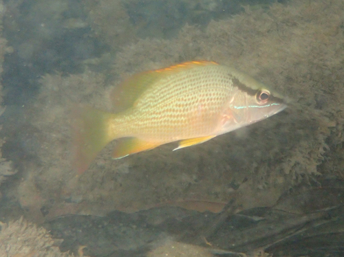 Foto de Pargo amarillo (Lutjanus argentiventris)
