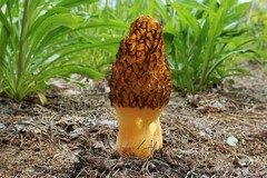 Morchella angusticeps