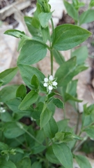 Moehringia trinervia