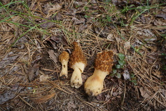 Morchella angusticeps