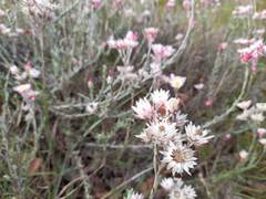 Achyranthemum affine