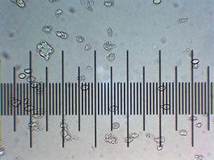 Morchella angusticeps