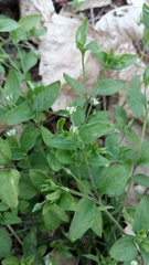 Moehringia trinervia