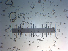 Morchella angusticeps